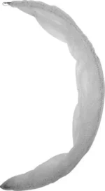 Mediomundo Plegable Barracuda 50 Cm